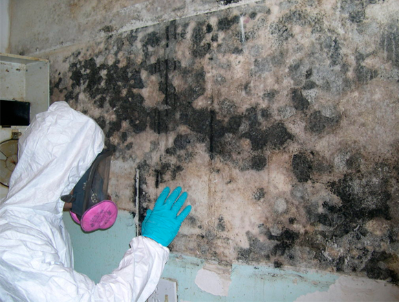 mold removal