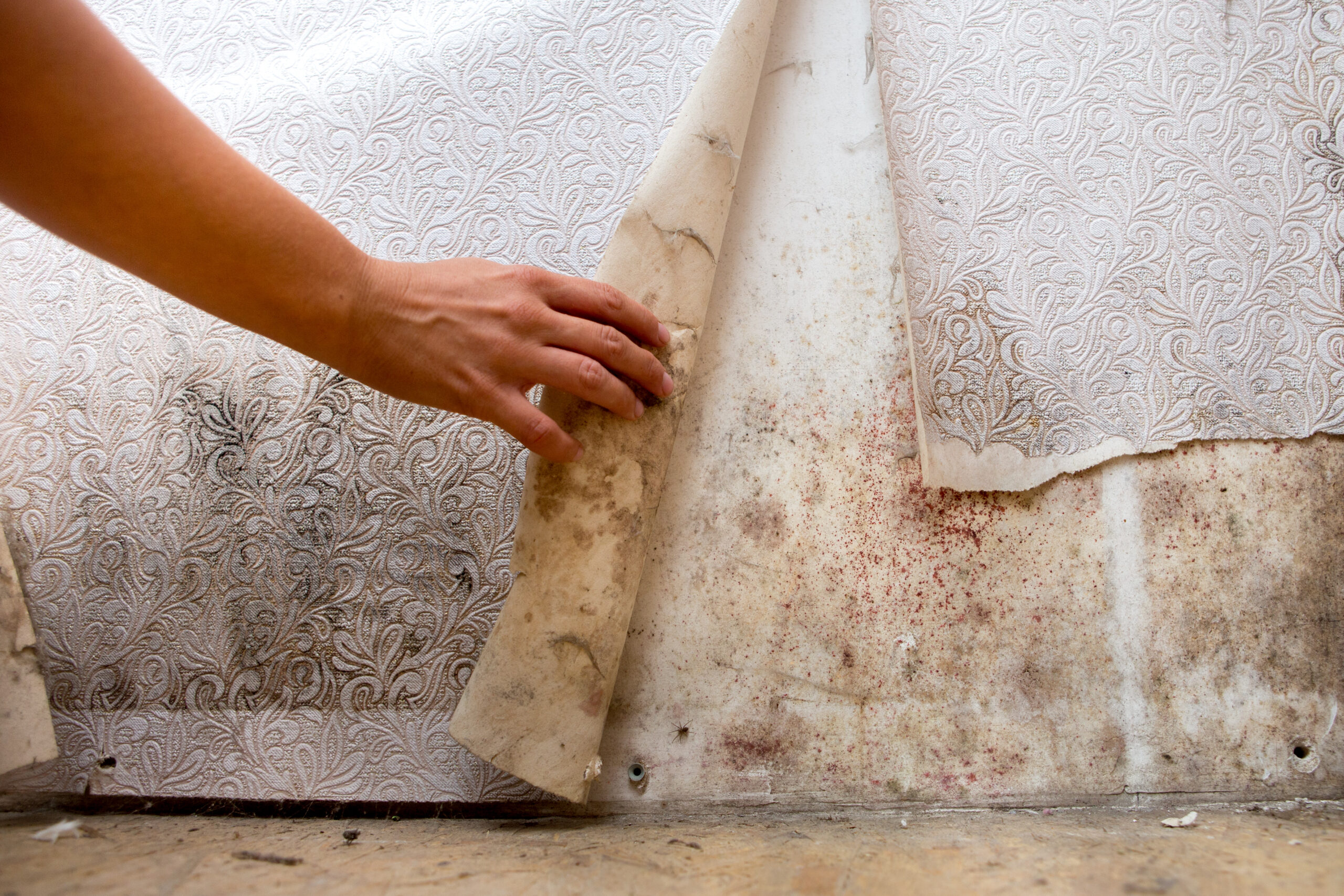 girl found mold in the corner of your bathroom , in your residential building after renovation